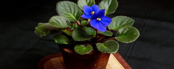 宝莲灯的养殖方法和注意事项