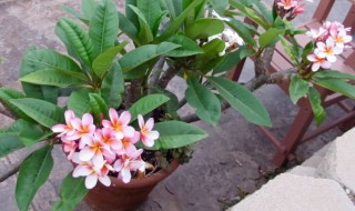 素馨花是什么 素馨花怎么养 素馨花如何养殖