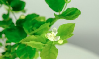 怎样养殖茉莉花 末莉花怎么养 茉莉花养殖方法