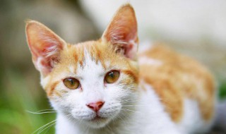 小猫吃什么拉什么怎么办 家养小猫吃什么拉什么怎么办
