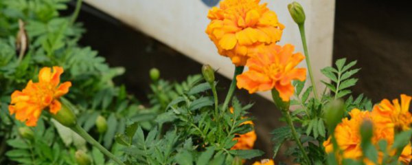 盆栽万寿菊怎么养