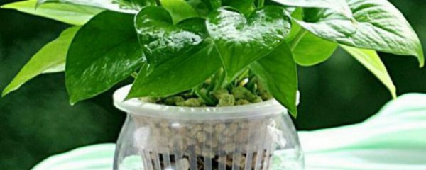 家庭养殖水培花卉