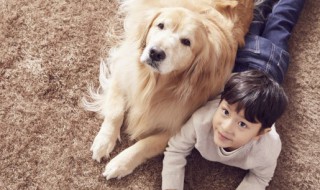 金毛犬冬在能在室外生小狗吗 金毛冬天能不能在室外生小狗