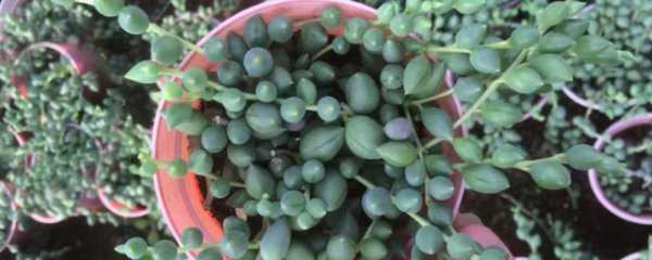 情人泪多肉植物