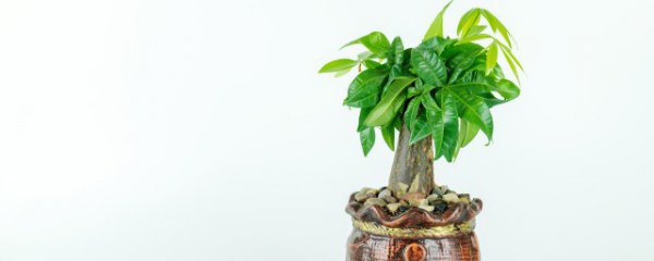 西北角放什么风水最好最旺财