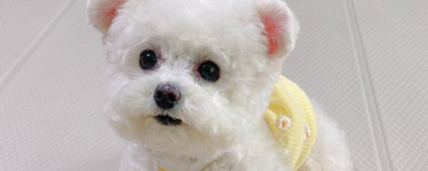 比熊犬美容修剪方法