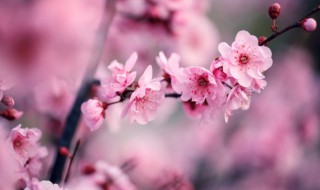 蝴蝶梅怎样修剪开花 水梅花的修剪方法 如何修剪梅花