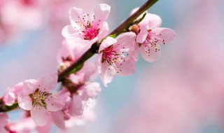 修剪桃树怎样留枝 桃树修剪方法 如何修建桃树