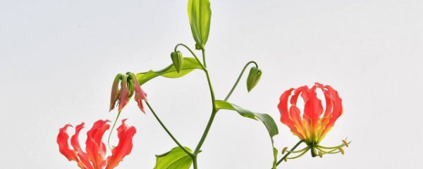 嘉兰的养殖方法