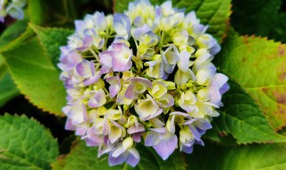 绣球花秋天怎么修剪 秋天怎么修剪绣球