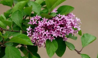 盆栽丁香花的室内养殖方法 盆栽丁香花在室内怎养护