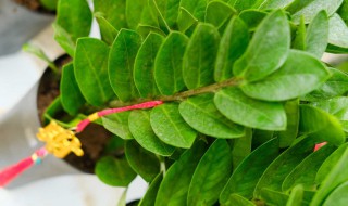 金钱树叶子有斑点是怎么回事 金钱树叶子有斑点的原因分析