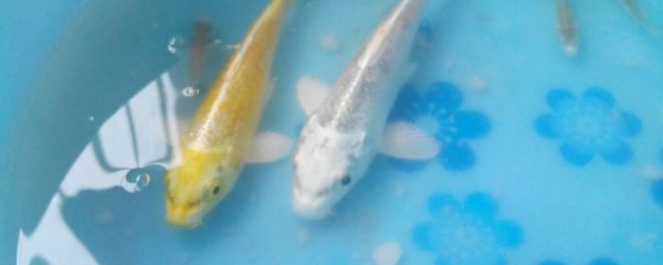鲤鱼怎么分公母