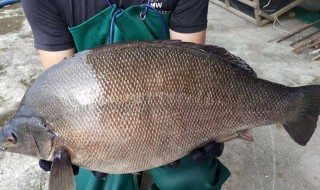 海鲈鱼和淡水鲈鱼哪个好吃 海鲈鱼和淡水鲈鱼那个对比好吃