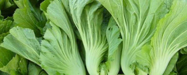 芥菜的吃法
