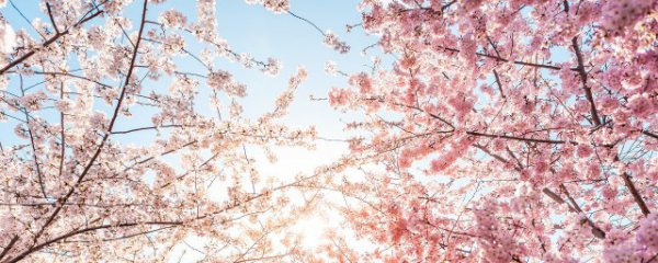 樱花花语是什么
