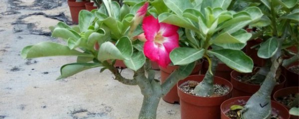 沙漠玫瑰花期介绍