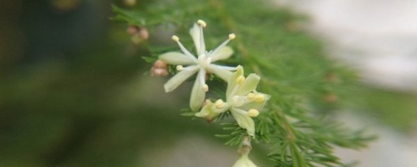 文竹什么时候开花
