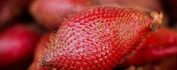 蛇皮果种子怎么发芽