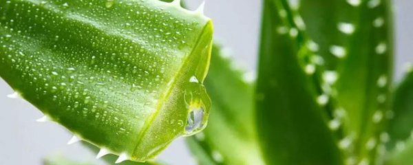 芦荟胶的正确用法祛痘
