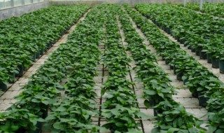 绣球花什么时候开花 绣球花开花时间