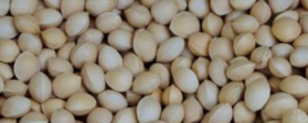 银杏果如何保存方法