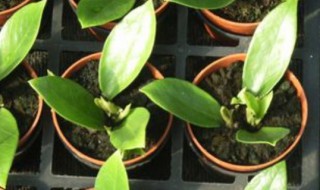 金钱树叶插繁殖方法 金钱树插叶繁殖方法