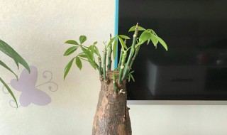 金钱树的扦插方法 发财树插枝方法 发财树如何扦插