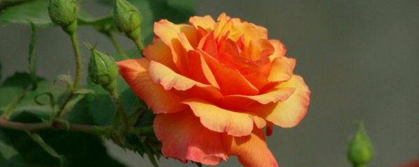 四季开的花有哪些