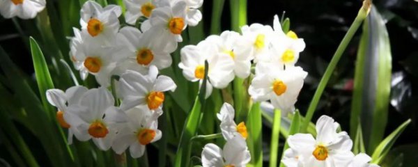 水仙花有哪些种类