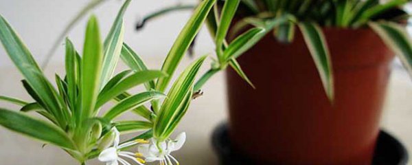开花的吊兰有哪些品种