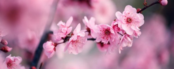 冬季的花有哪些花开