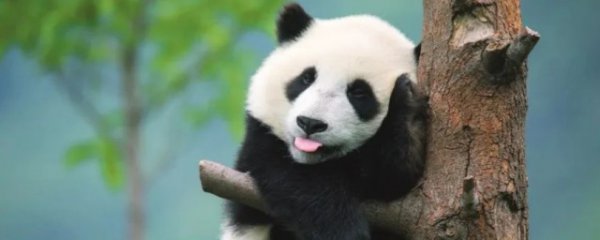 我国一级保护动物有哪些