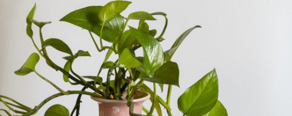 净化室内空气的植物有哪些?