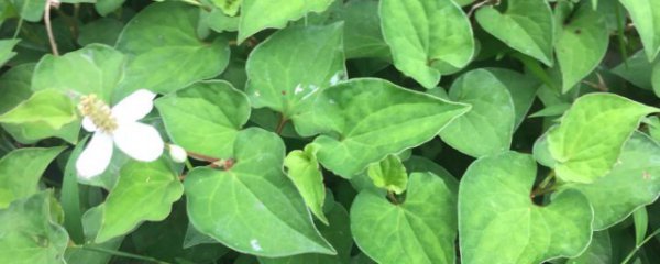 鱼腥草怎么种植?