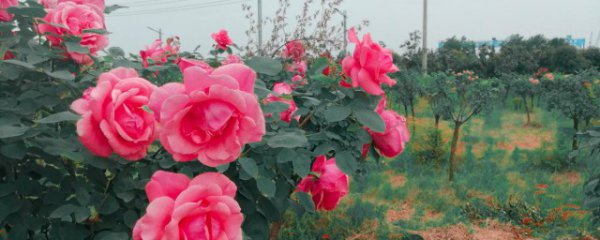 玫瑰花怎么种才好看