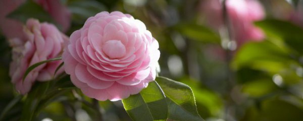 花卉播种有哪些步骤
