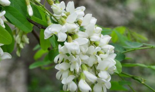 蝶形花科植物有哪些 盘点多见的蝶形花科植物