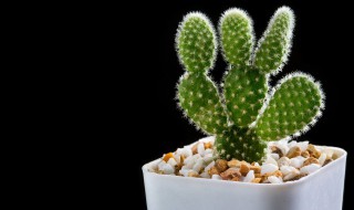 仙人掌在爱情里的寓意 仙人掌的寓意 仙人掌象征的含义