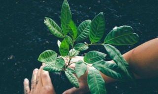 植物的六大器官有哪些 植物的六大器官介绍
