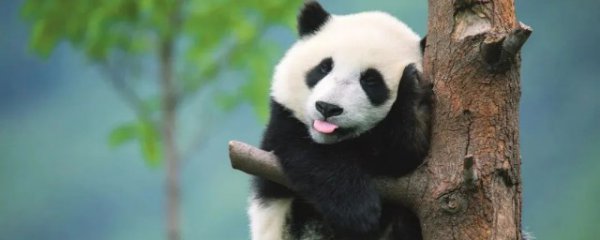 我国的国家一级保护动物有哪些