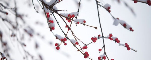 二十四节气小雪的祝福