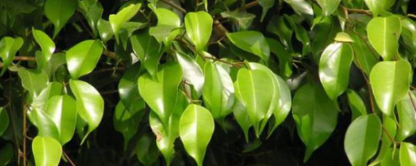 垂叶榕的养殖方法