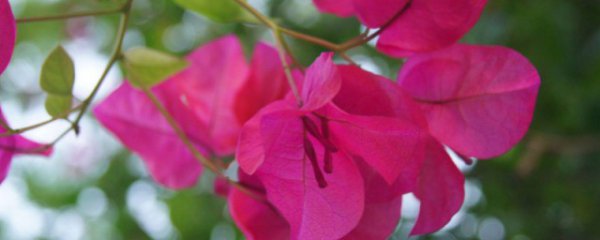 怎样让三角梅爬藤更快