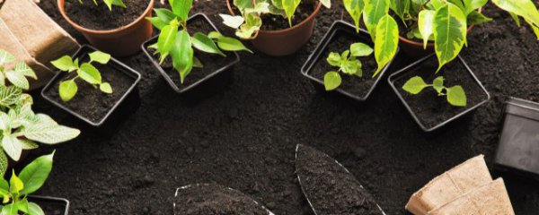 冬天养花技巧有哪些