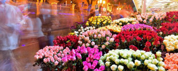 什么花一年四季都开哪些