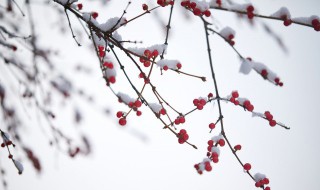 二十四节气小雪的祝福 关于小雪的祝福语大全