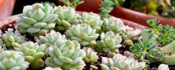 南方度夏无压力的多肉有哪些