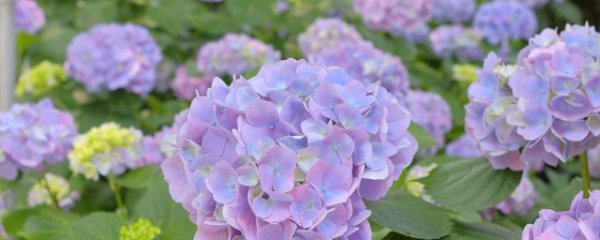 康乃馨花期如何养