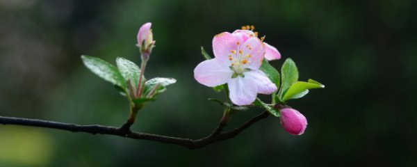 海棠花应该怎样养殖呢